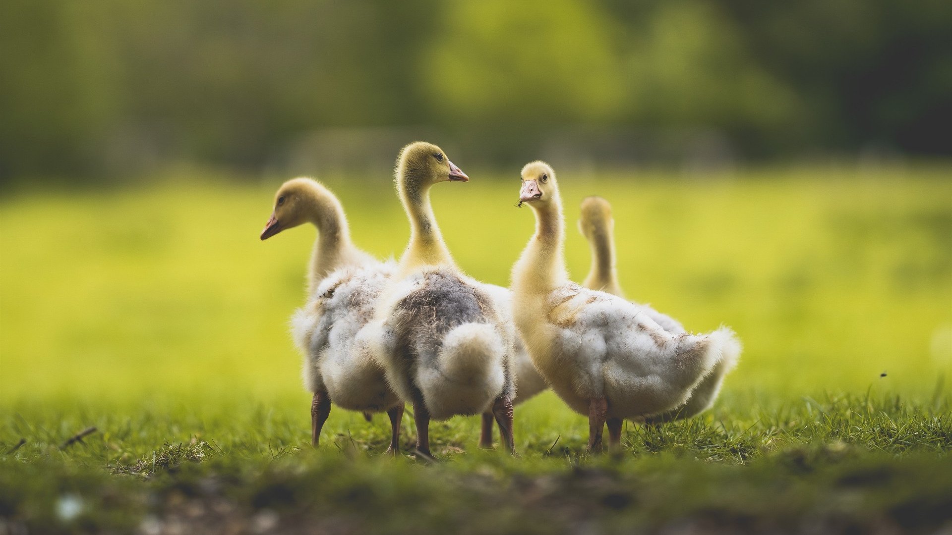 切特·霍姆格伦,灰熊单节风暴中的关键先生,如何用冷静撕裂森林狼防线