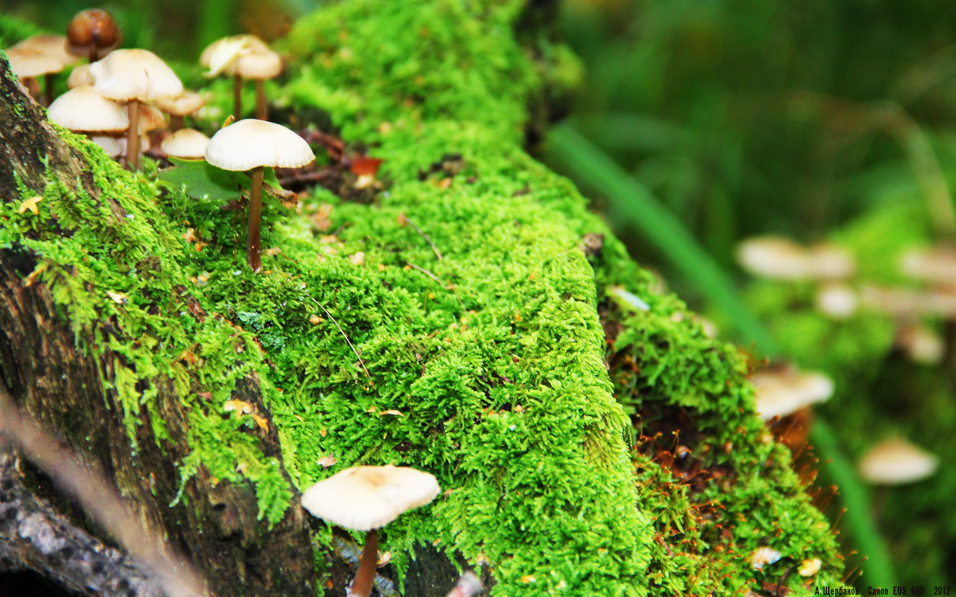 当沙漠玫瑰绽放于篮球殿堂，摩洛哥的淘汰赛哲学与弗拉霍维奇的东决启示